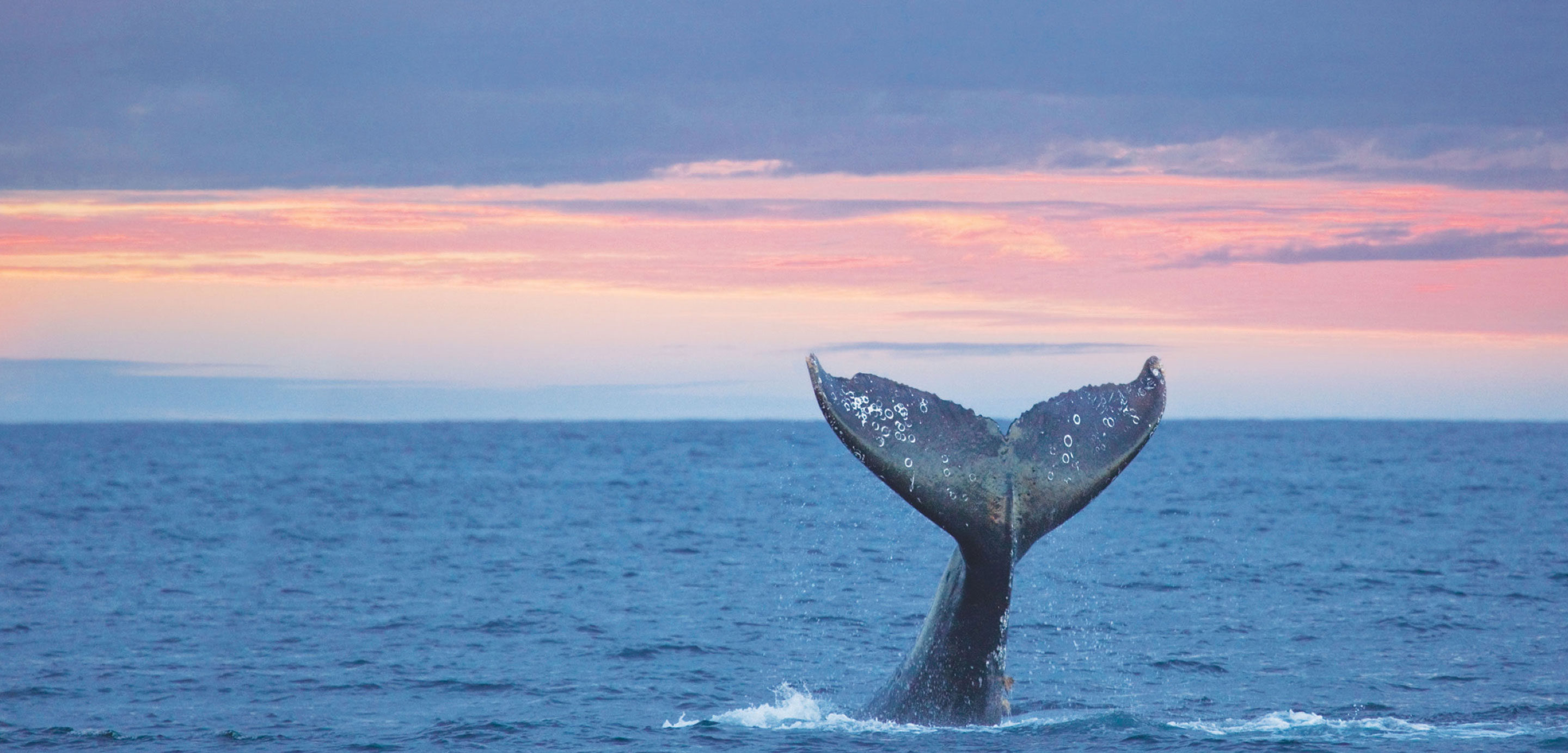 Whale Watching in Washington State – Orca Whale Watching in