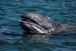 Gray Whale Watching