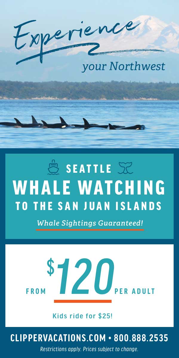 Whale Watching In Seattle Orca Whale Watching And Gray Whale Watching Whale watching in seattle orca whale watching and gray whale watching