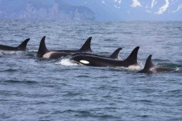 Orca Whale Watching