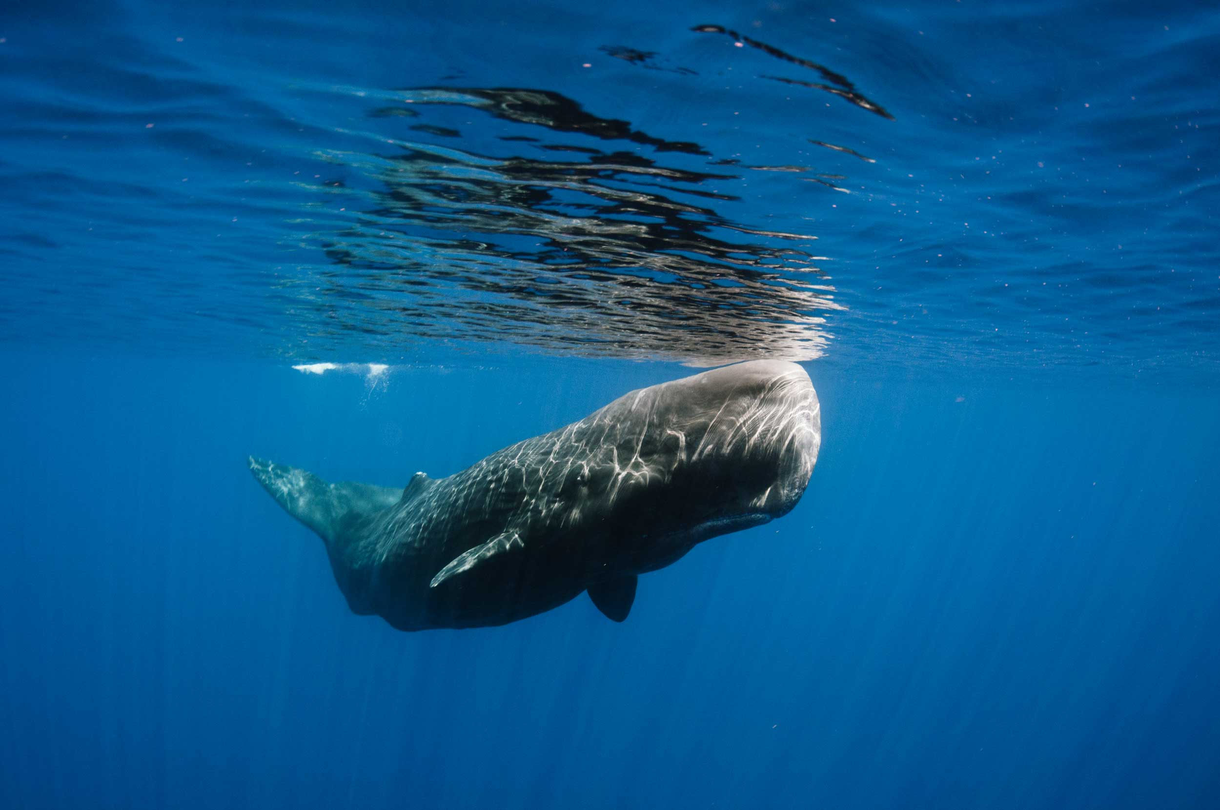 sperm whale travel