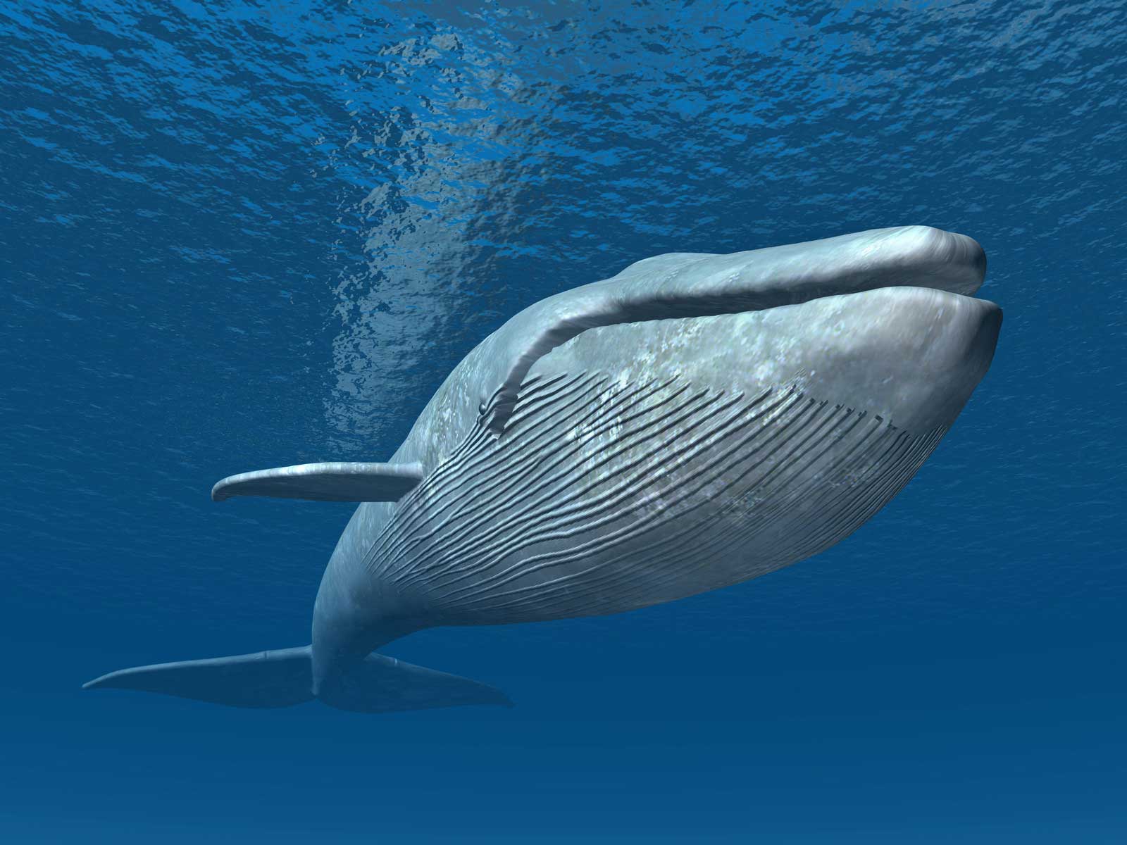 Whale Species - Blue Whale  - A Guide to Whale Watching  Tours, Conservation, Education & Marine Exploration