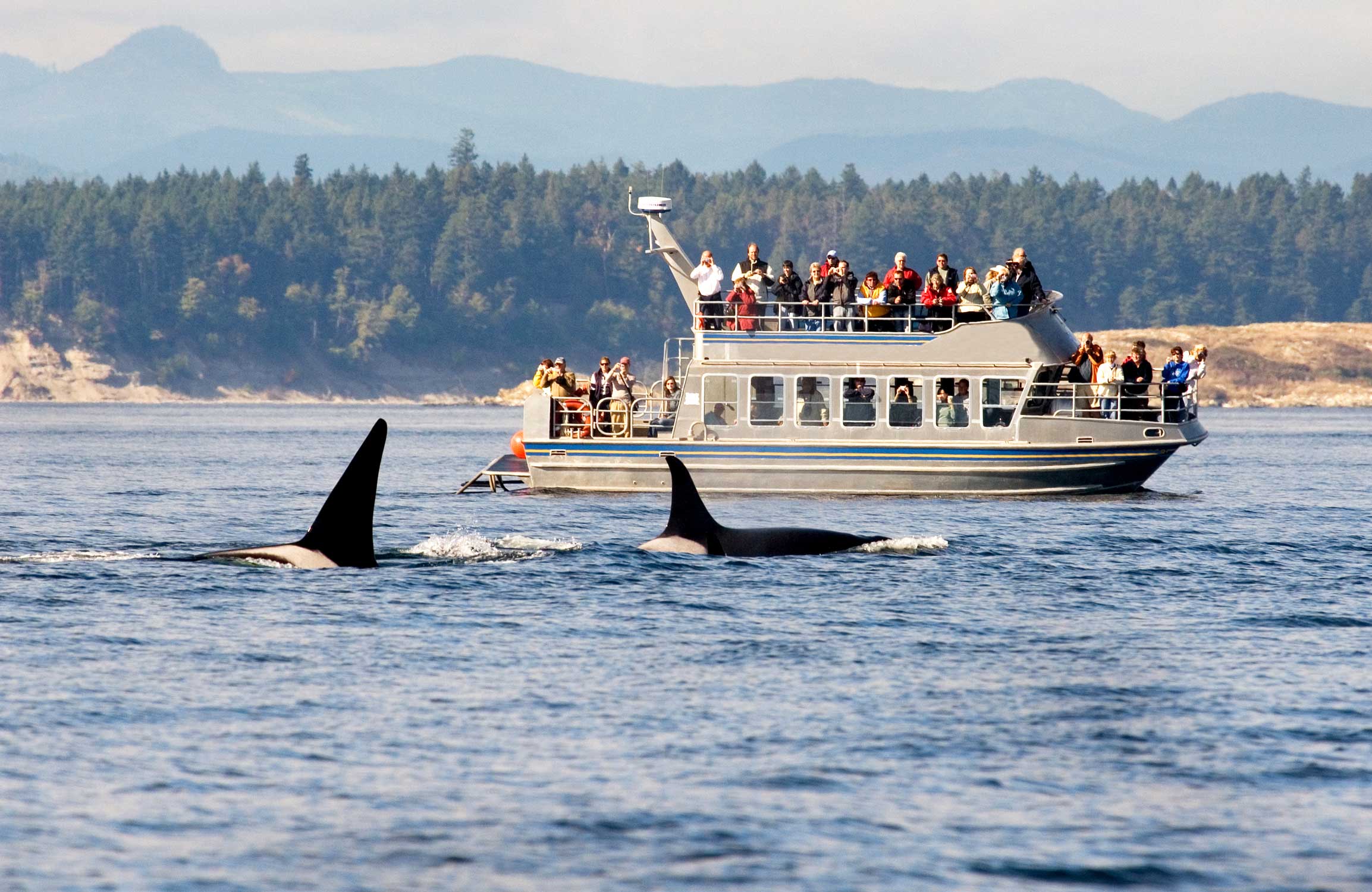 Whale Watching in Canada