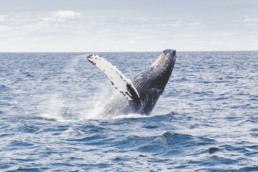 Humpback Whale Watching