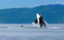 Orca Whale Watching