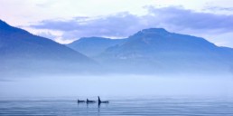 Orca Family Whale Watching