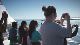 Whale Watching in the San Juan Islands