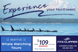 whale watching tour europe