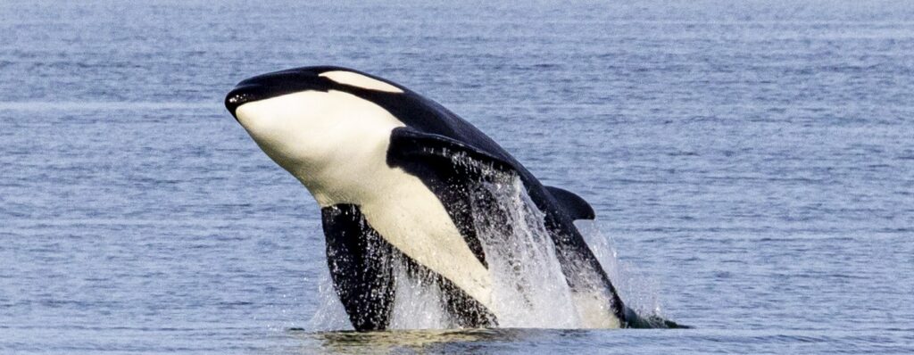 Breaching Orca