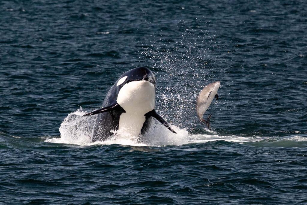 The Only Seattle Wildlife & Whale Watching Tour