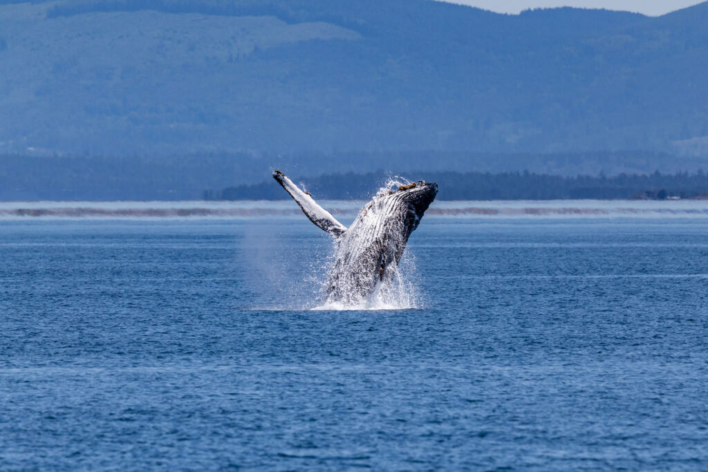 A humpback breaches in the Strait of Juan de Fuca