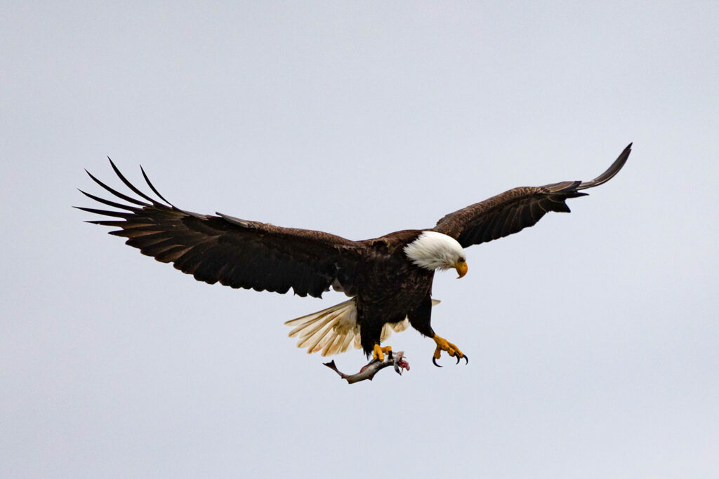 An eagle brings their mate some lunch off Blakely Rocks
