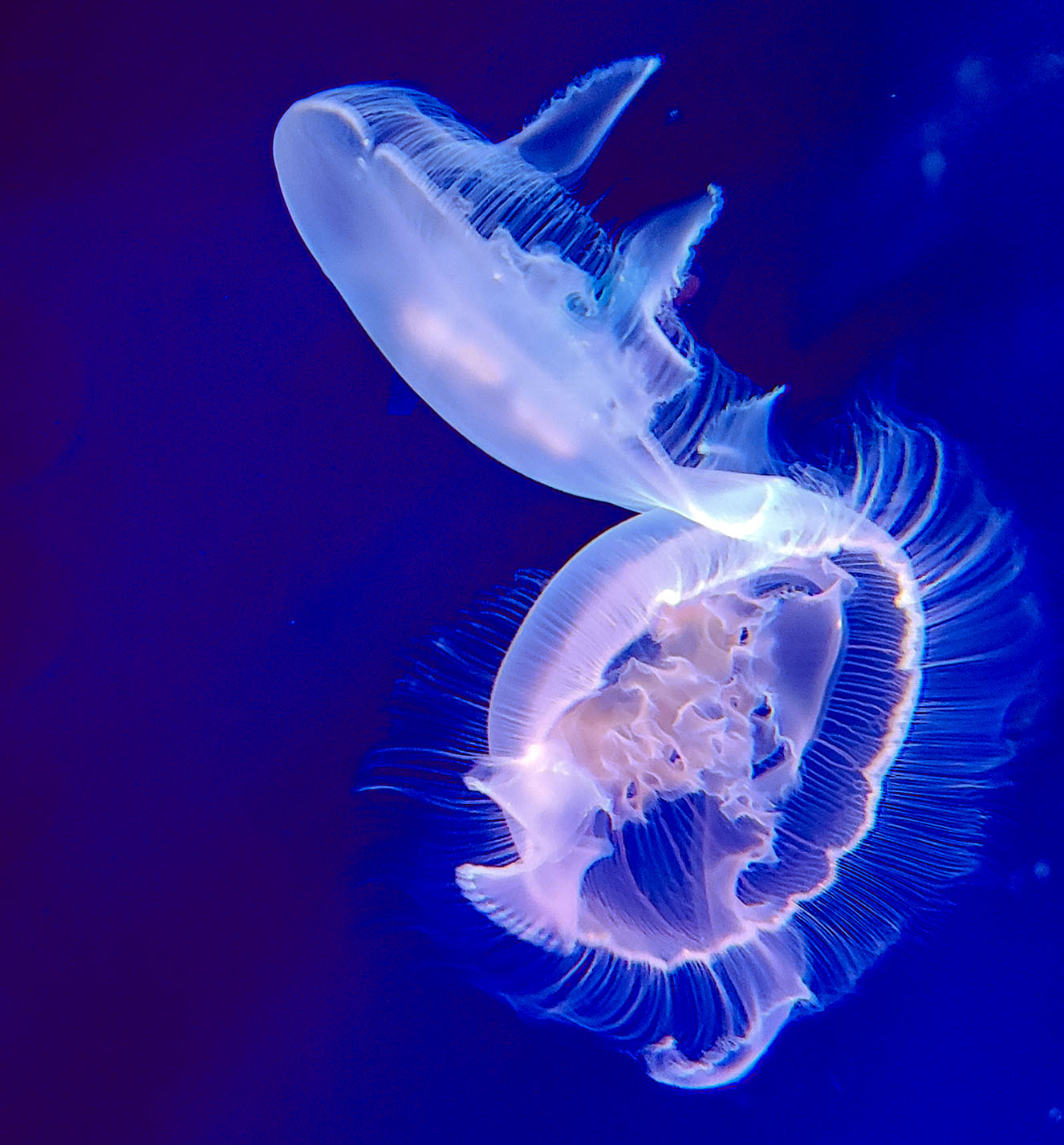 Moon jellies