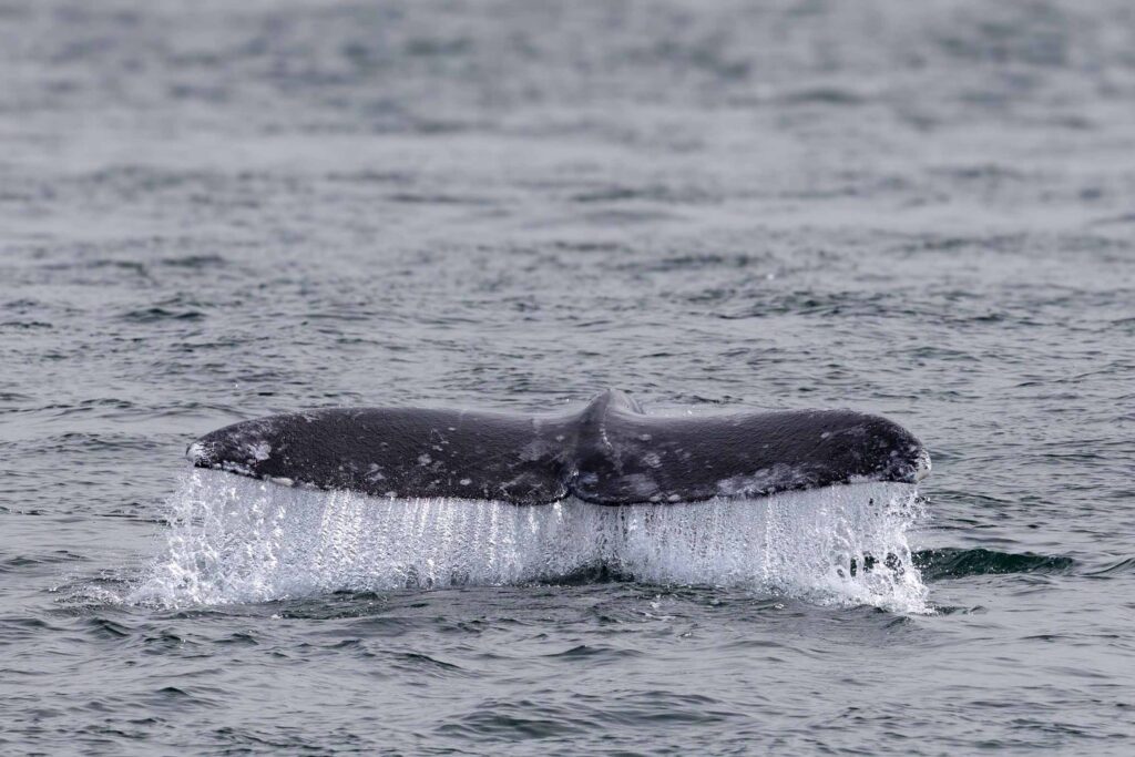 Gray whale CRC2362 "Thidwick" flukes before she takes a deeper dive