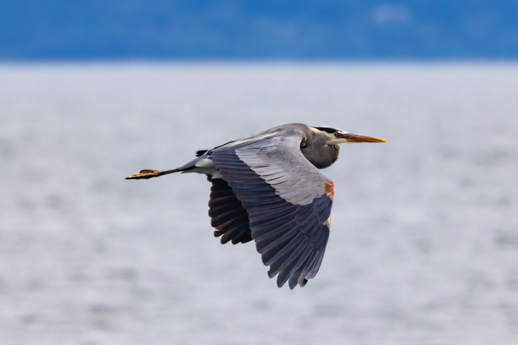 A Great Blue Heron flies overhead