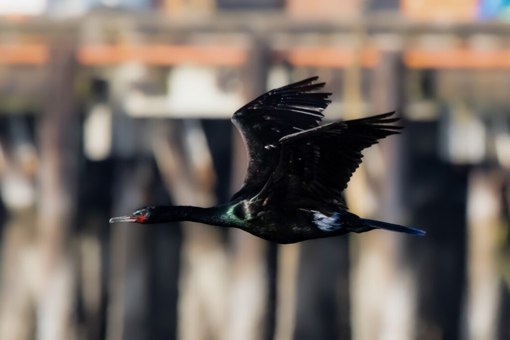 An adult Pelagic Cormorant flies near Pier 15