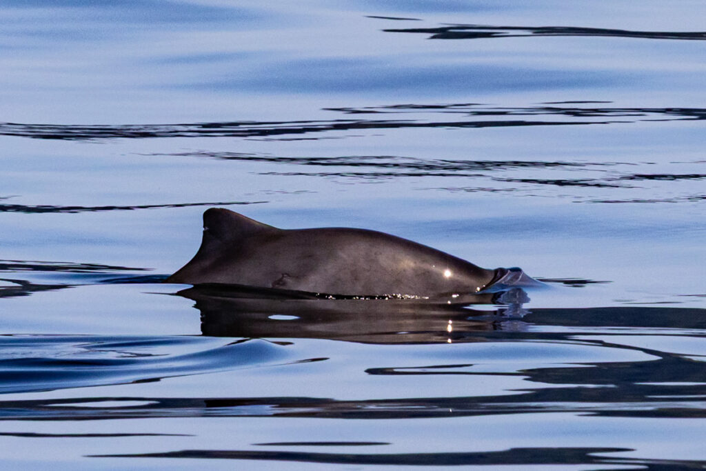 We catch a brief glimpse of the small and swift dorsal of a harbor porpoise
