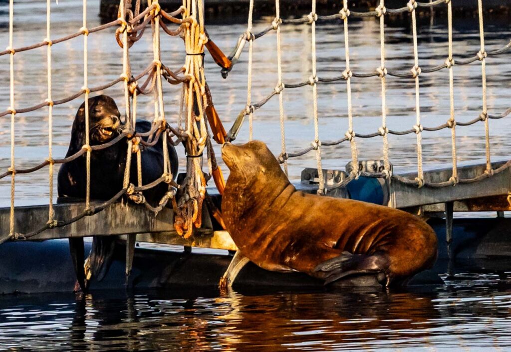 A common summer sight, male California sea lions sun themselves on floats near Seattle's Harbor Island