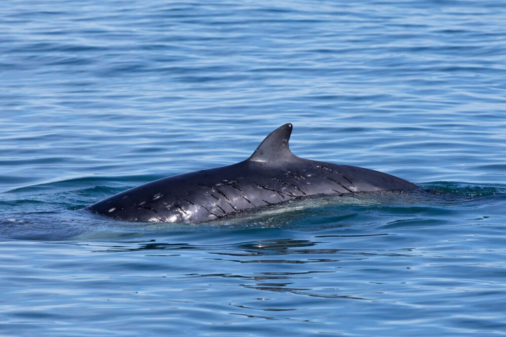 One of our most elusive encounters, our crew captures a fantastic dorsal shot of a minke whale near Protection Island in the Strait of Juan de Fuca