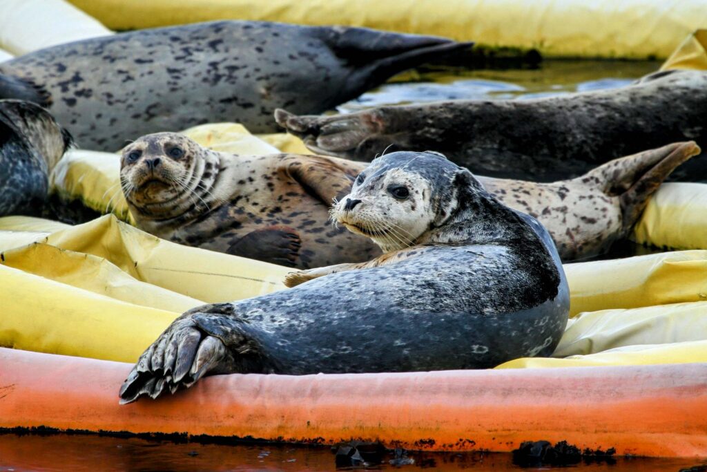 Harbor seals opportunistically haul themselves out on floating booms as we sail on by