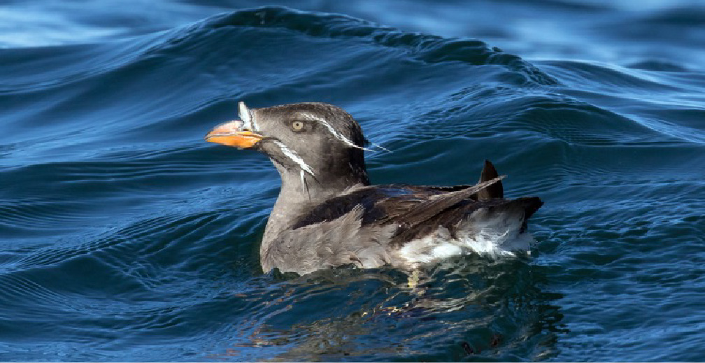 Rhinoceros auklet