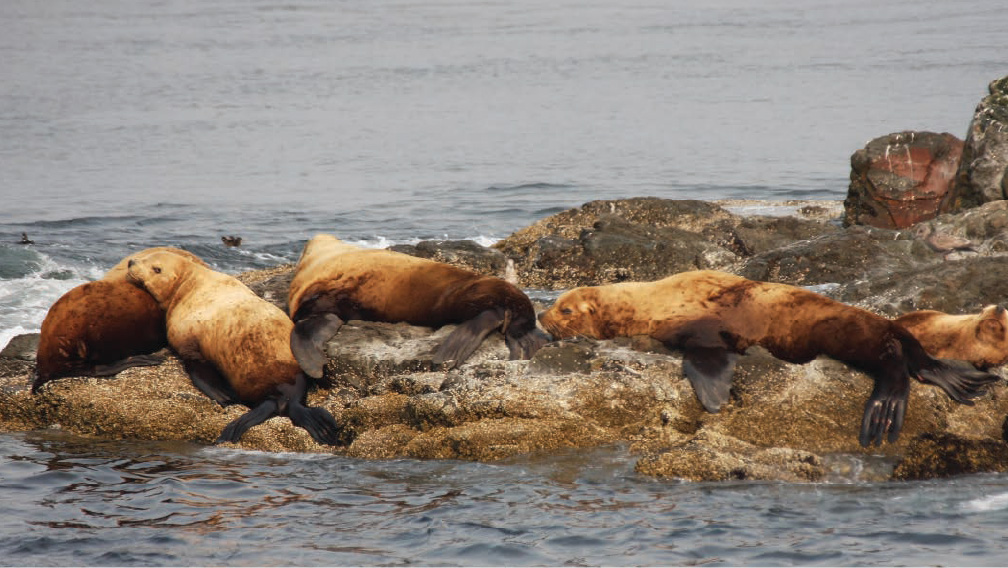 Steller Sea Lion